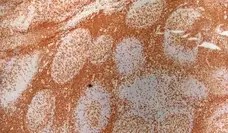 Anti Human CD3 Antibody, clone UCHT1 gallery image 6