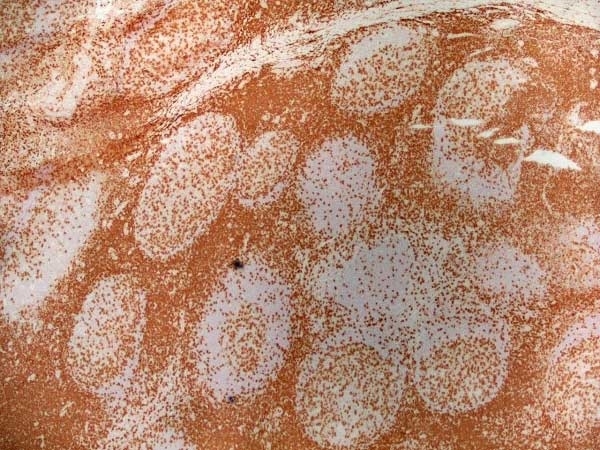 Anti Human CD3 Antibody, clone UCHT1 gallery image 6