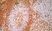 Anti Human CD3 Antibody, clone UCHT1 thumbnail image 7