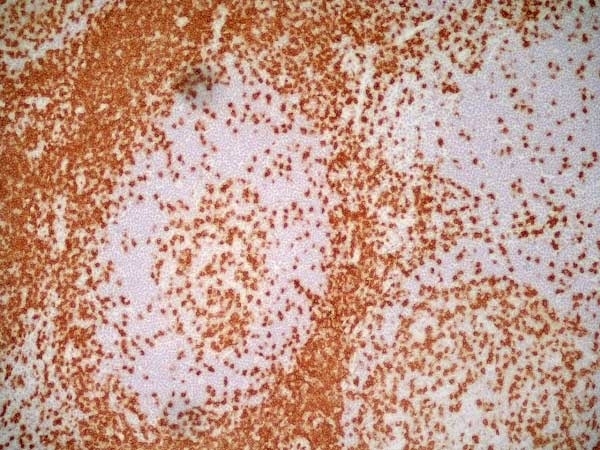 Anti Human CD3 Antibody, clone UCHT1 gallery image 7