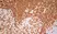 Anti Human CD3 Antibody, clone UCHT1 thumbnail image 8