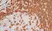 Anti Human CD3 Antibody, clone UCHT1 thumbnail image 9