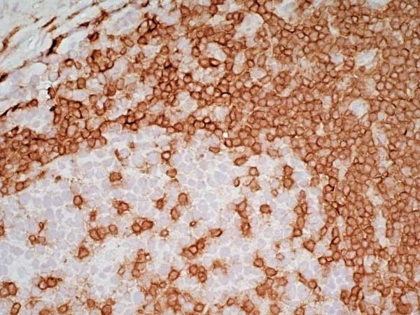 Anti Human CD3 Antibody, clone UCHT1 thumbnail image 9