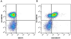 Anti Human CD3 Antibody, clone UCHT1 gallery image 94