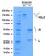 Anti CD30 (Brentuximab Biosimilar) Antibody, clone cAC10 thumbnail image 1