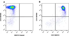 Anti Human CD31 Antibody, clone rWM59 gallery image 2