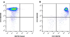 Anti Human CD31 Antibody, clone rWM59 gallery image 4