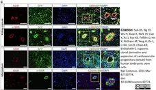 Anti Human CD31 Antibody, clone WM59 gallery image 10