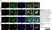 Anti Human CD31 Antibody, clone WM59 thumbnail image 10