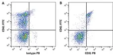 Anti Human CD31 Antibody, clone WM59 gallery image 11