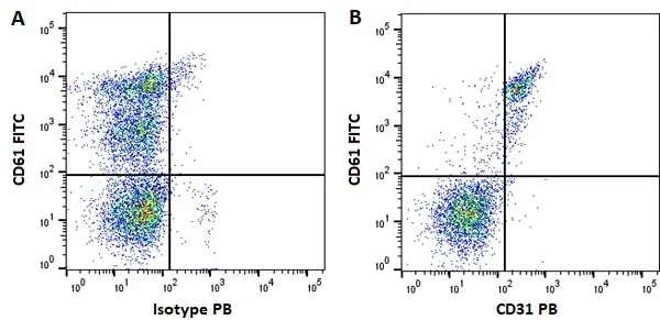 Anti Human CD31 Antibody, clone WM59 gallery image 11