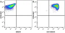 Anti Human CD31 Antibody, clone WM59 gallery image 15