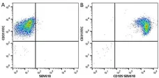 Anti Human CD31 Antibody, clone WM59 gallery image 18