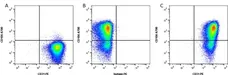 Anti Human CD31 Antibody, clone WM59 gallery image 2