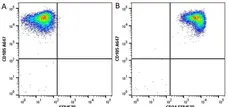 Anti Human CD31 Antibody, clone WM59 gallery image 21