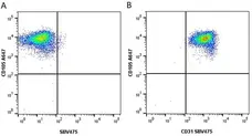 Anti Human CD31 Antibody, clone WM59 gallery image 24