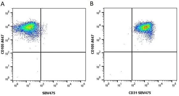 Anti Human CD31 Antibody, clone WM59 gallery image 24