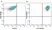 Anti Human CD31 Antibody, clone WM59 thumbnail image 33