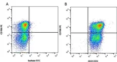 Anti Human CD31 Antibody, clone WM59 gallery image 4