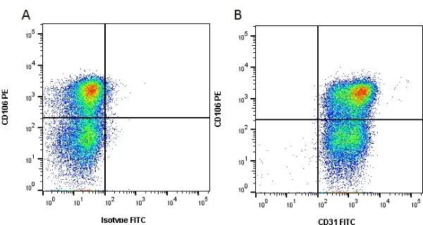 Anti Human CD31 Antibody, clone WM59 gallery image 4