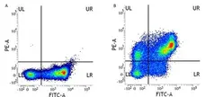 Anti Human CD31 Antibody, clone WM59 gallery image 5