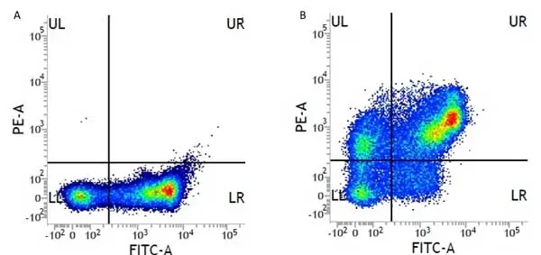 Anti Human CD31 Antibody, clone WM59 gallery image 5