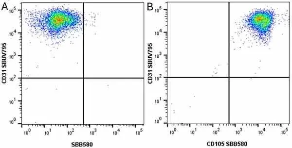 Anti Human CD31 Antibody, clone WM59 gallery image 54
