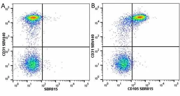 Anti Human CD31 Antibody, clone WM59 gallery image 65
