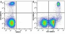 Anti Human CD31 Antibody, clone WM59 gallery image 66