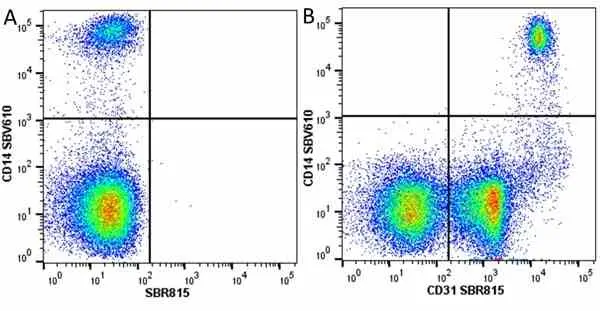 Anti Human CD31 Antibody, clone WM59 gallery image 66