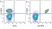 Anti Human CD31 Antibody, clone WM59 thumbnail image 75