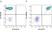 Anti Human CD31 Antibody, clone WM59 thumbnail image 79