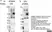 Anti Human CD312 Antibody, clone 2A1 thumbnail image 11