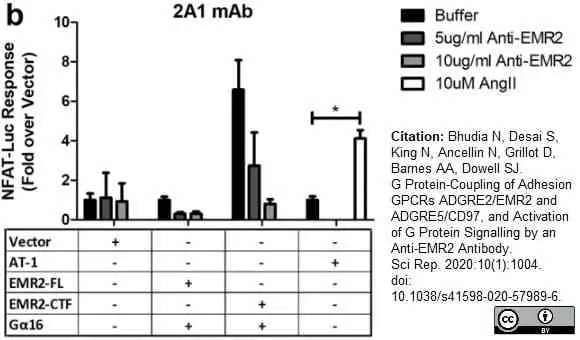 Anti Human CD312 Antibody, clone 2A1 gallery image 12
