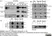 Anti Human CD312 Antibody, clone 2A1 thumbnail image 8
