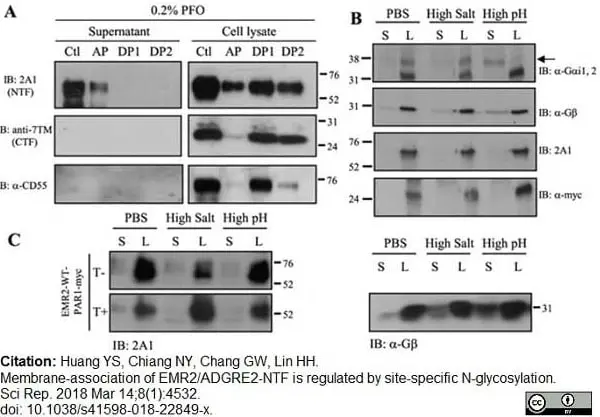 Anti Human CD312 Antibody, clone 2A1 gallery image 8