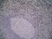 Anti Human CD314 Antibody, clone 1D11 thumbnail image 3