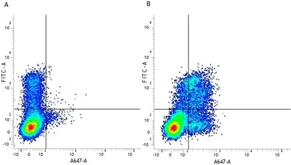 Anti Human CD314 Antibody, clone 1D11 gallery image 6