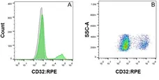 Anti Human CD32 Antibody, clone AT10 gallery image 2