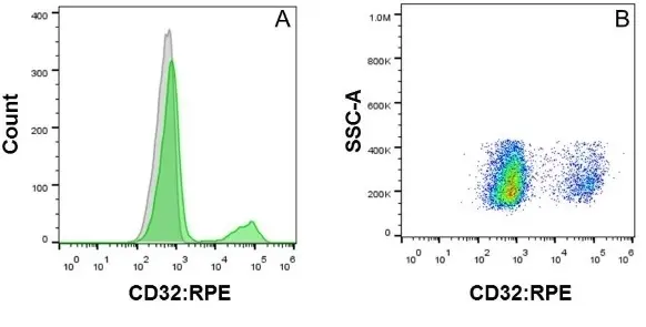 Anti Human CD32 Antibody, clone AT10 gallery image 2