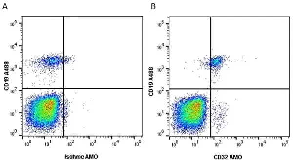 Anti Human CD32 Antibody, clone AT10 gallery image 4