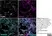 Anti Human CD32 Antibody, clone AT10 thumbnail image 5