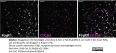 Anti Human CD32 Antibody, clone AT10 gallery image 6