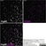 Anti Human CD32 Antibody, clone AT10 thumbnail image 6