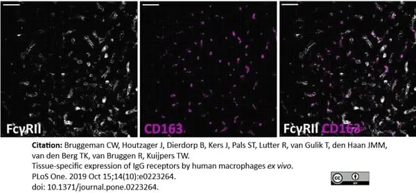Anti Human CD32 Antibody, clone AT10 gallery image 6