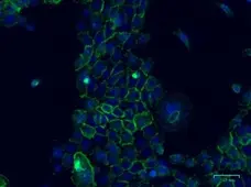 Anti CD324 Antibody, clone AB04/4G6 (PrecisionAb Monoclonal Antibody) gallery image 1