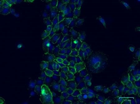 Anti CD324 Antibody, clone AB04/4G6 (PrecisionAb Monoclonal Antibody) gallery image 1
