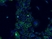 Anti CD324 Antibody, clone AB04/4G6 (PrecisionAb Monoclonal Antibody) thumbnail image 1