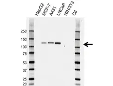 Anti CD324 Antibody, clone AB04/4G6 (PrecisionAb Monoclonal Antibody) gallery image 2