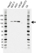 Anti CD324 Antibody, clone AB04/4G6 (PrecisionAb Monoclonal Antibody) thumbnail image 2
